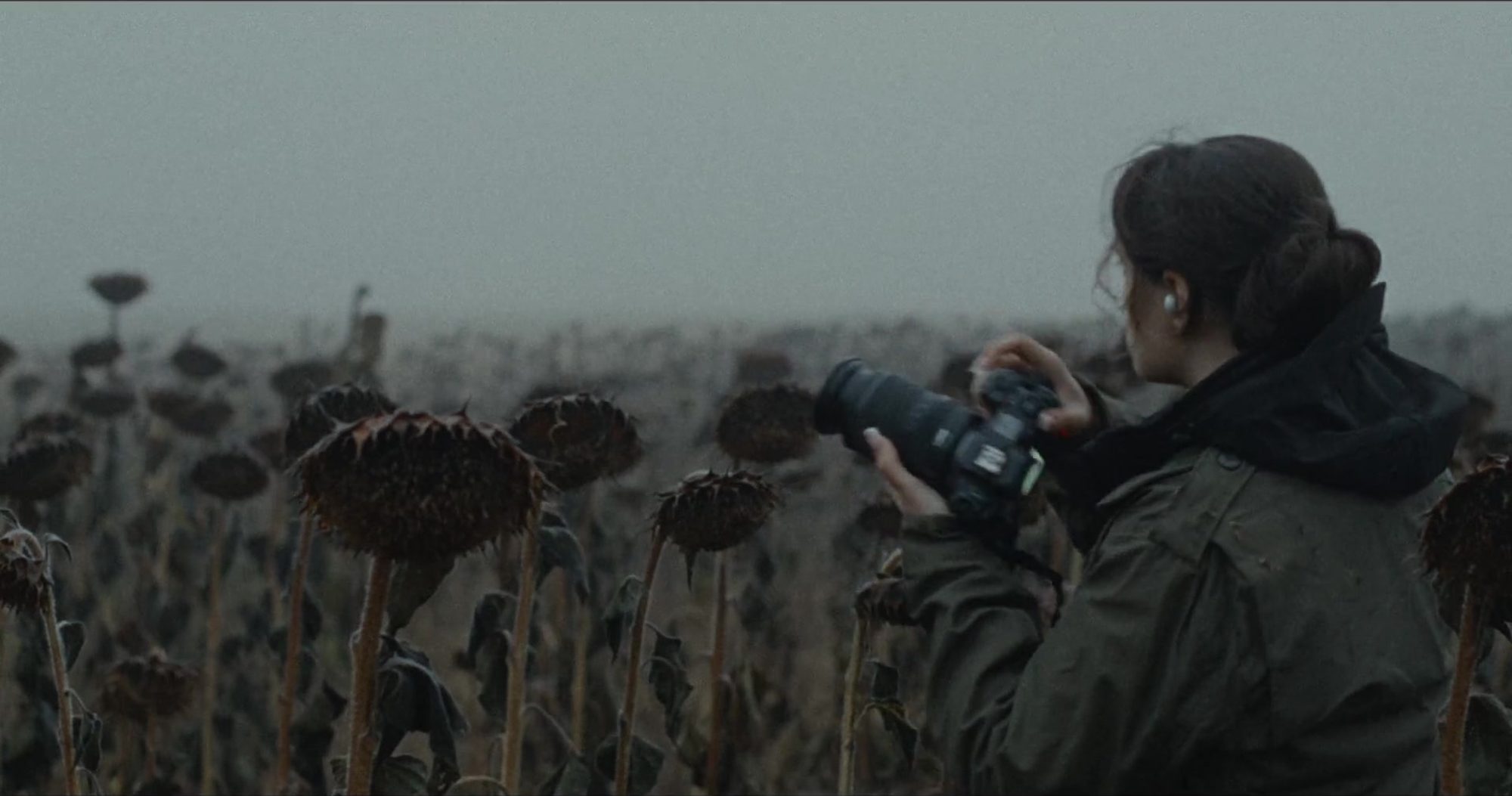 A photographer in a field of blackened sunflowers