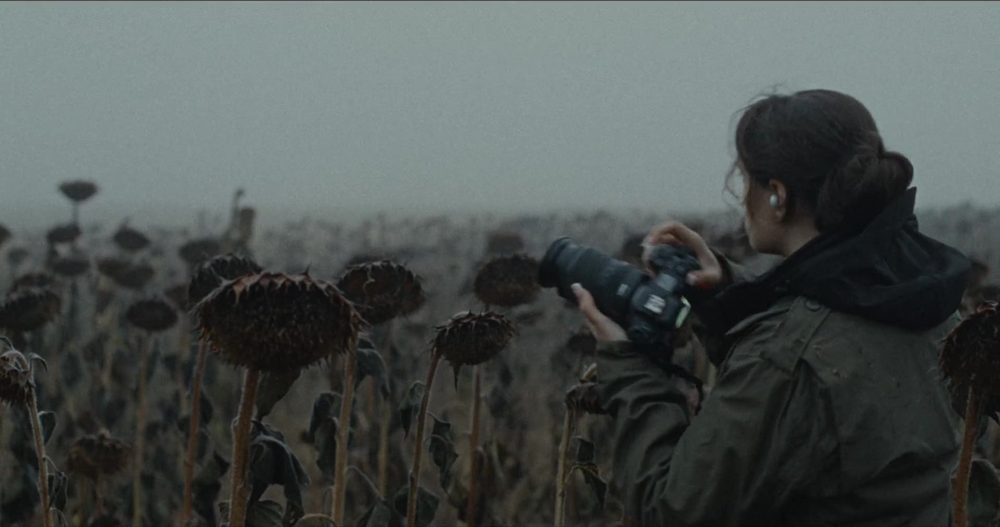 A photographer in a field of blackened sunflowers